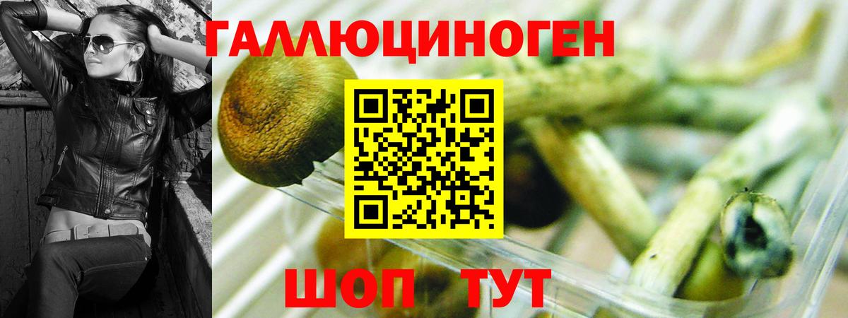 Искитим  Псилоцибиновые грибы мицелий  Вход с VPN 